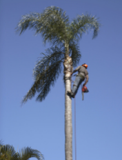 palm tree removal contact info