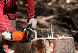 tree stump removal Adelaide quoations