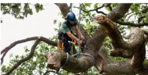 arborist services near me