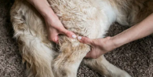 CaninePTandMe therapy for dogs with hip dysplasia
