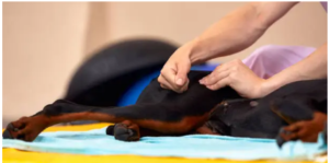 best dog physical therapist near me