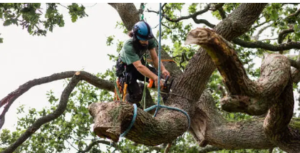 BlackStumpTreeServices tree removal
