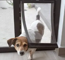 pet doors Adelaide