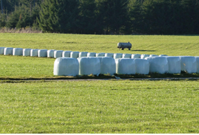 silage film